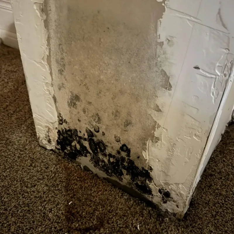 Professional Mold Removal in Oak Park, CA